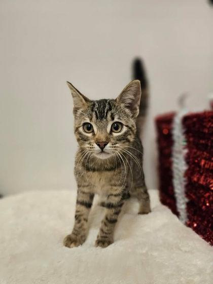 Enlarge Cleo, a Adoptable mixed breed in Cedar Hill, TX image 1/2