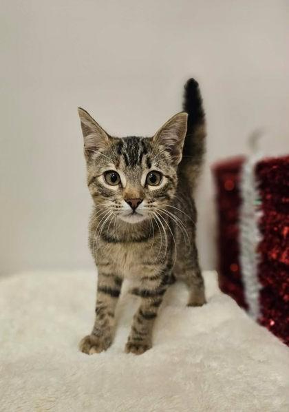 Enlarge Cleo, a Adoptable mixed breed in Cedar Hill, TX image 2/2