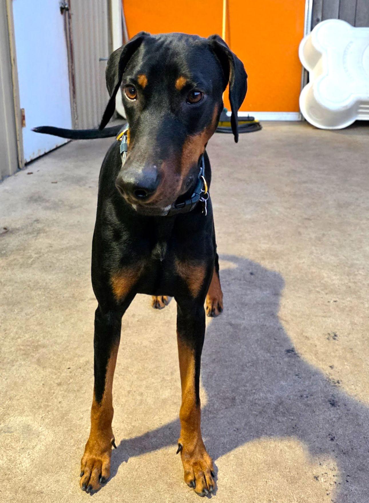 Enlarge Pacino, a Adoptable Doberman Pinscher in Houston, TX image 1/3