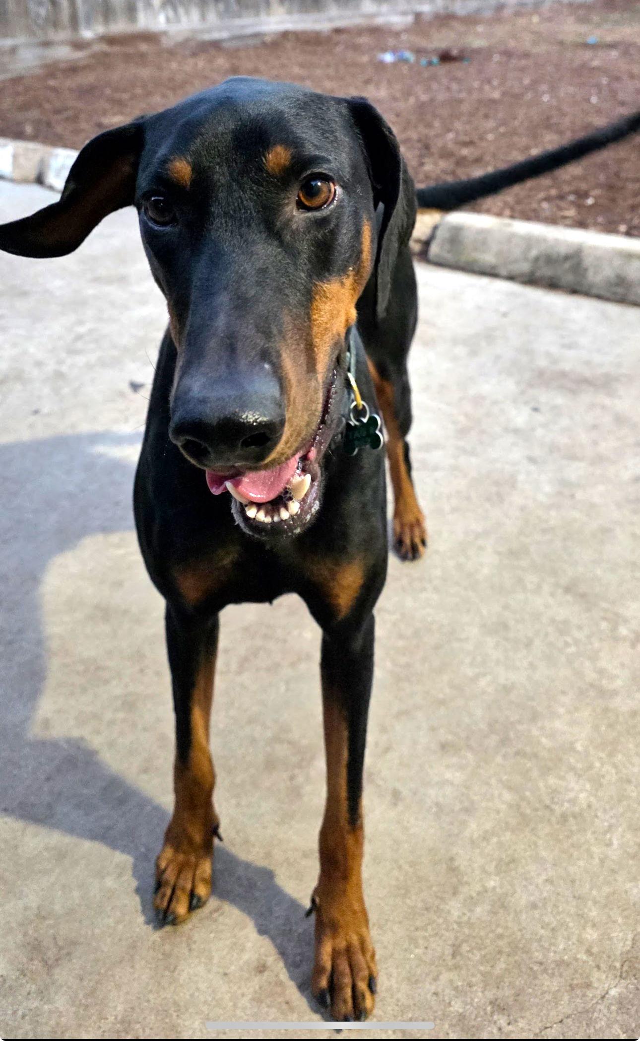 Enlarge Pacino, a Adoptable Doberman Pinscher in Houston, TX image 2/3