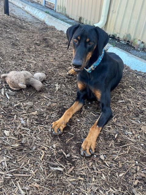 Enlarge Pacino, a Adoptable Doberman Pinscher in Houston, TX image 3/3