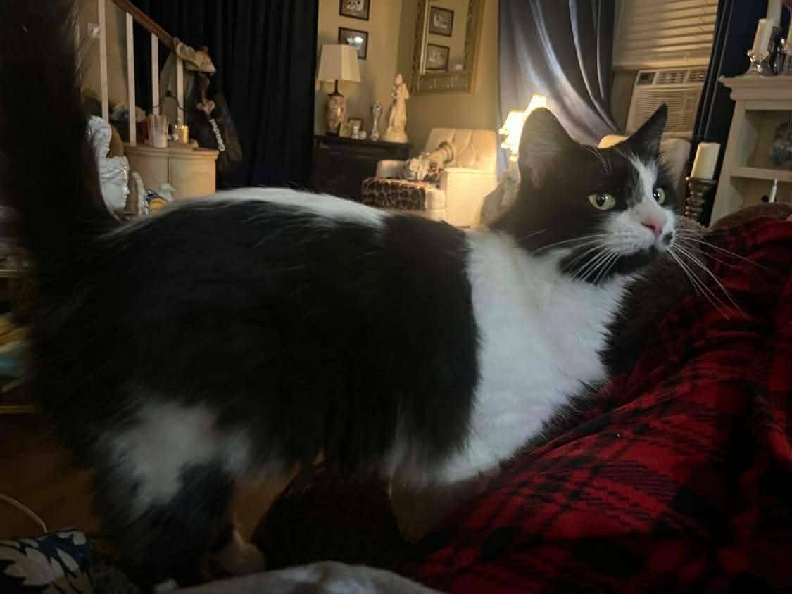 Luna, Adoptable, Adult Female Domestic Medium Hair.