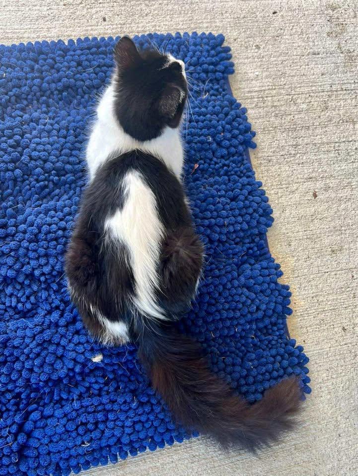 Luna, a Adoptable Domestic Medium Hair in Inez, KY image 3/5