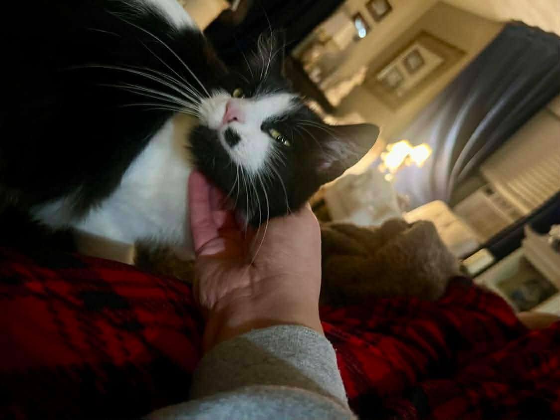 Luna, a Adoptable Domestic Medium Hair in Inez, KY image 4/5