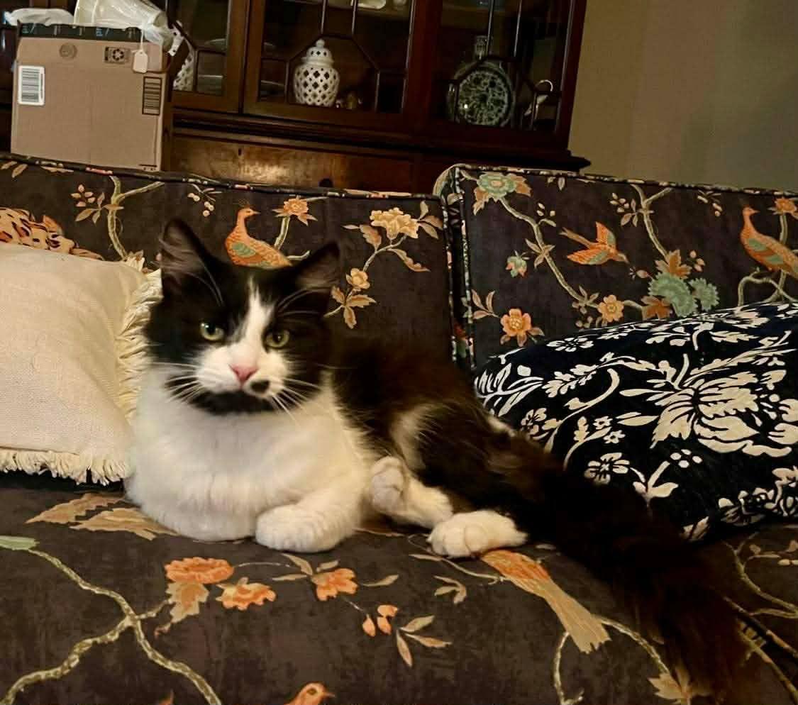 Luna, a Adoptable Domestic Medium Hair in Inez, KY image 5/5