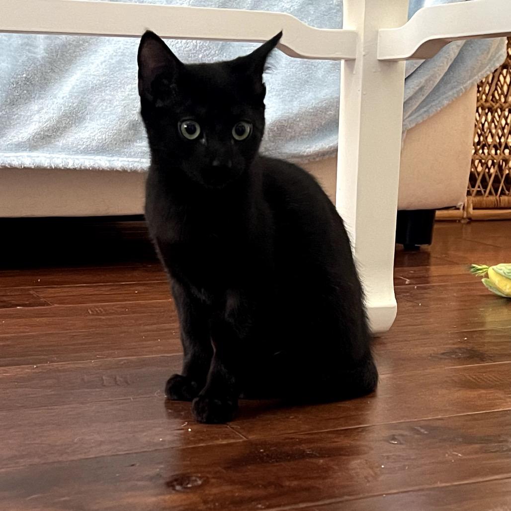 Glitch, Adoptable, Young Male Domestic Short Hair.