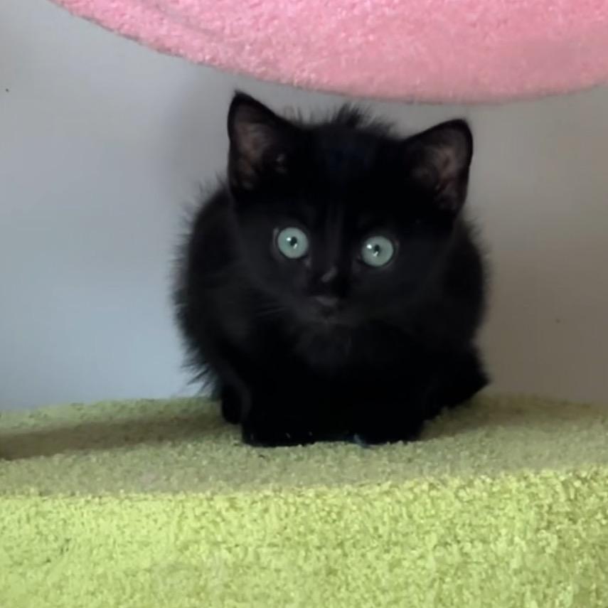 Enlarge Glitch, a Adoptable Domestic Short Hair in Juno Beach, FL image 2/3