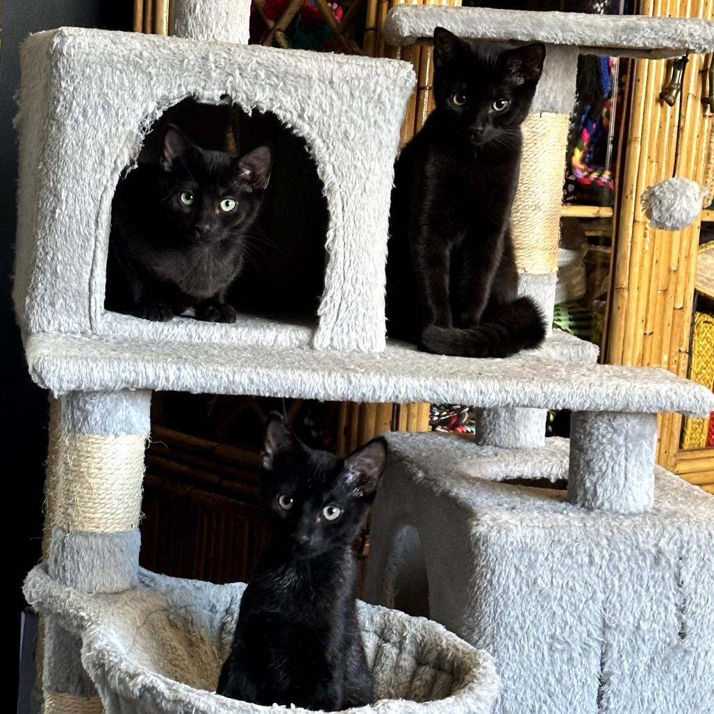 Enlarge Glitch, a Adoptable Domestic Short Hair in Juno Beach, FL image 3/3