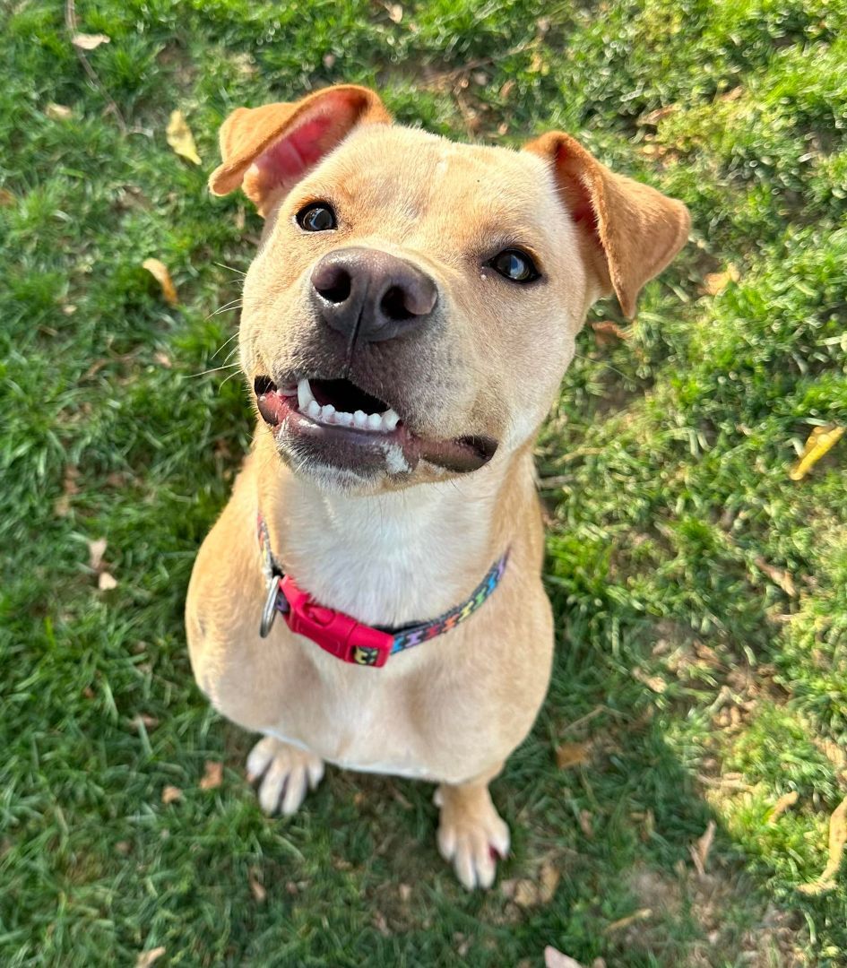 Dog for adoption Olivia, a Terrier Mix in Chambersburg, PA Petfinder