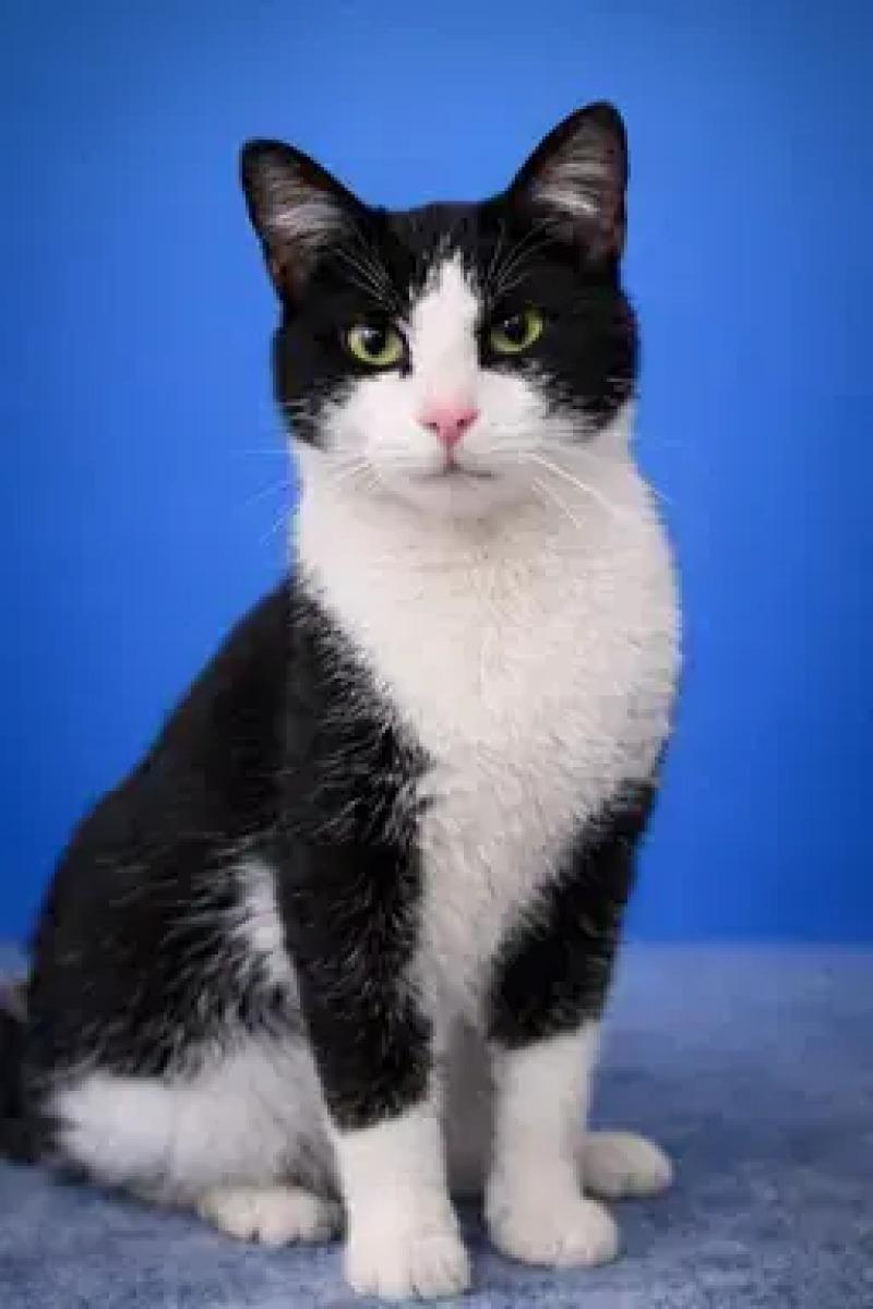 Enlarge Snoop Dog, a Adoptable Domestic Short Hair in North Babylon, NY image 2/6