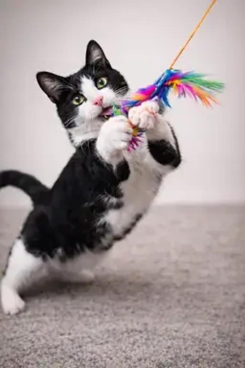 Enlarge Snoop Dog, a Adoptable Domestic Short Hair in North Babylon, NY image 5/6