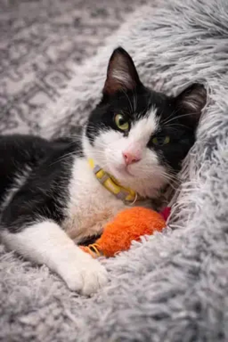 Enlarge Snoop Dog, a Adoptable Domestic Short Hair in North Babylon, NY image 6/6