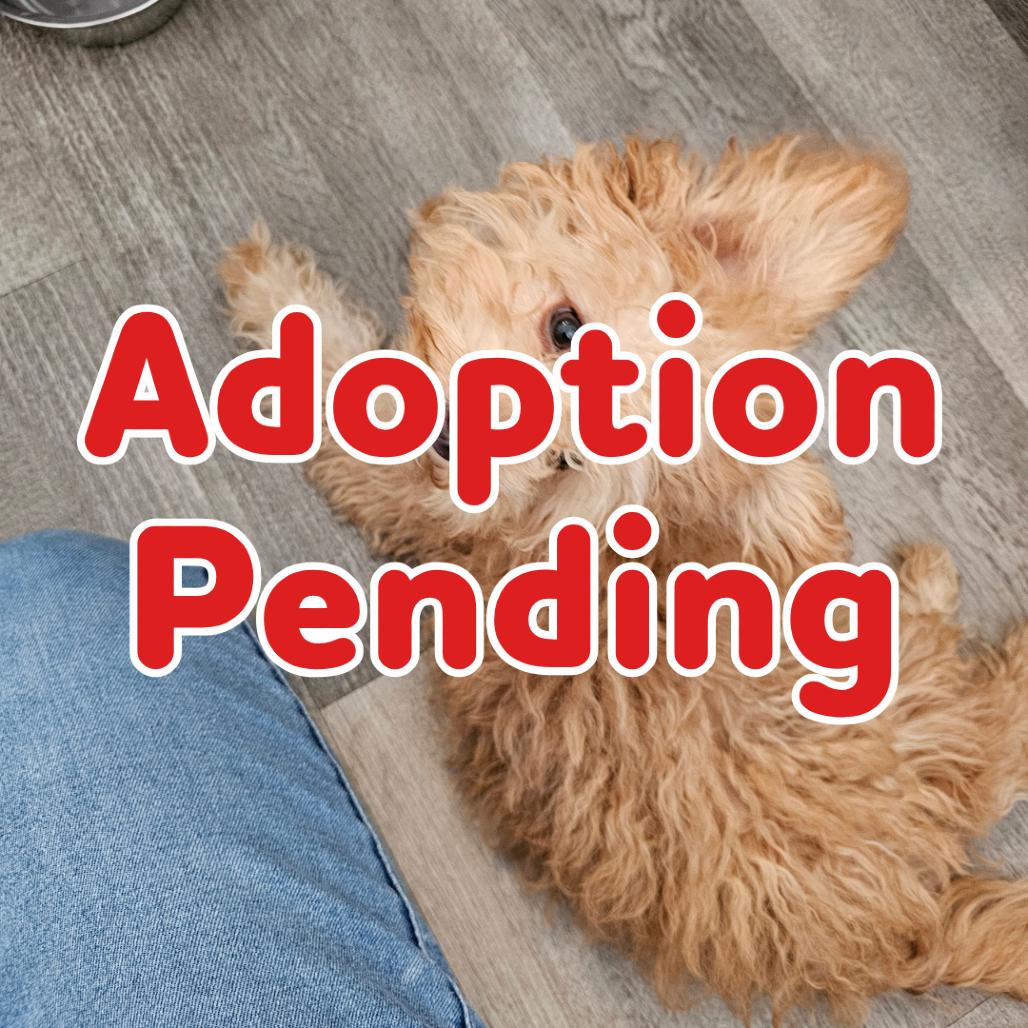 Princess Peach, Adoptable, Young Female Poodle.
