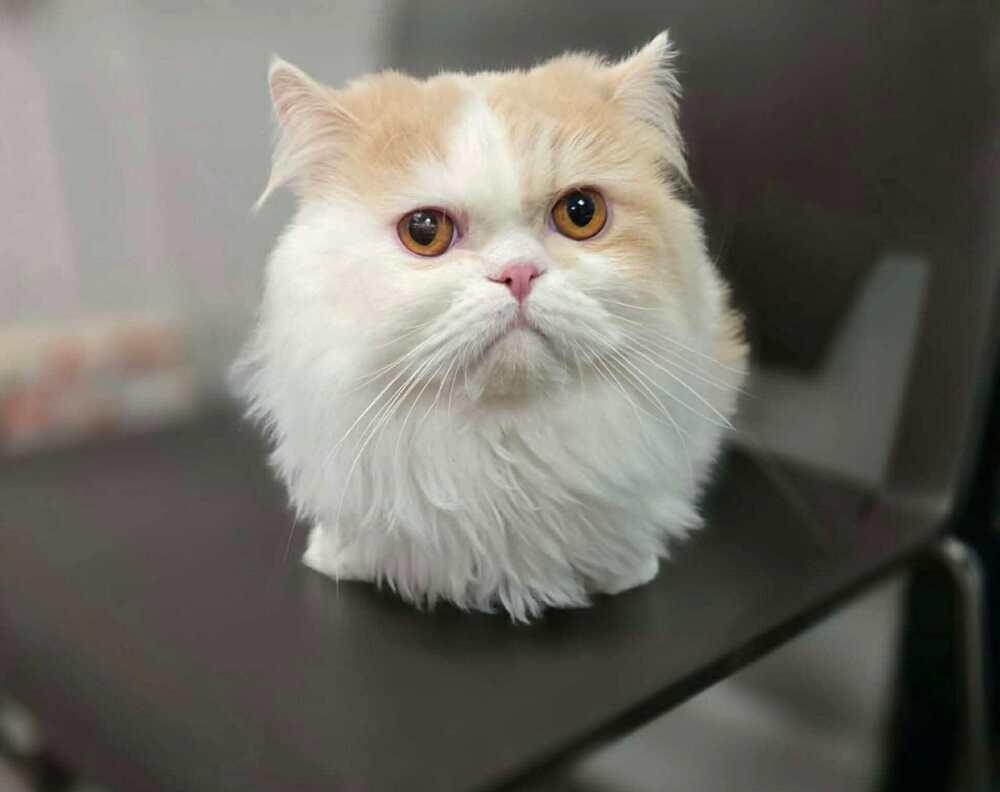 Leo, a Adoptable Persian in New Baltimore, MI image 1/3