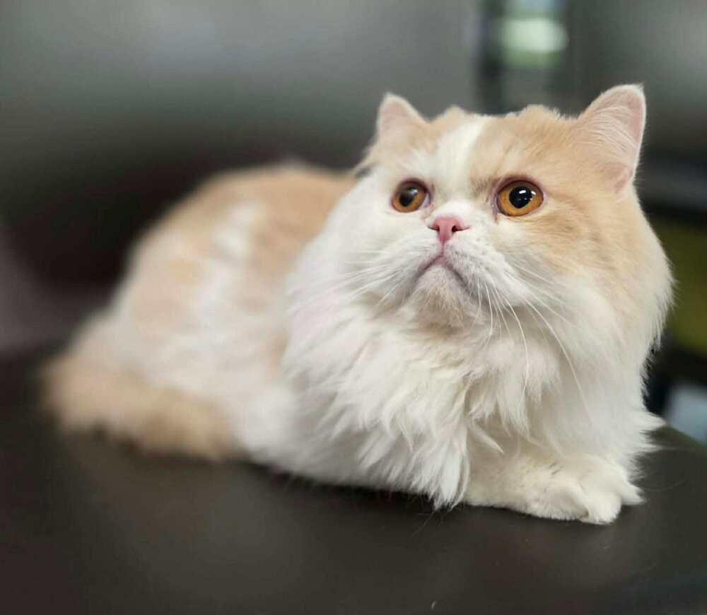 Leo, a Adoptable Persian in New Baltimore, MI image 2/3