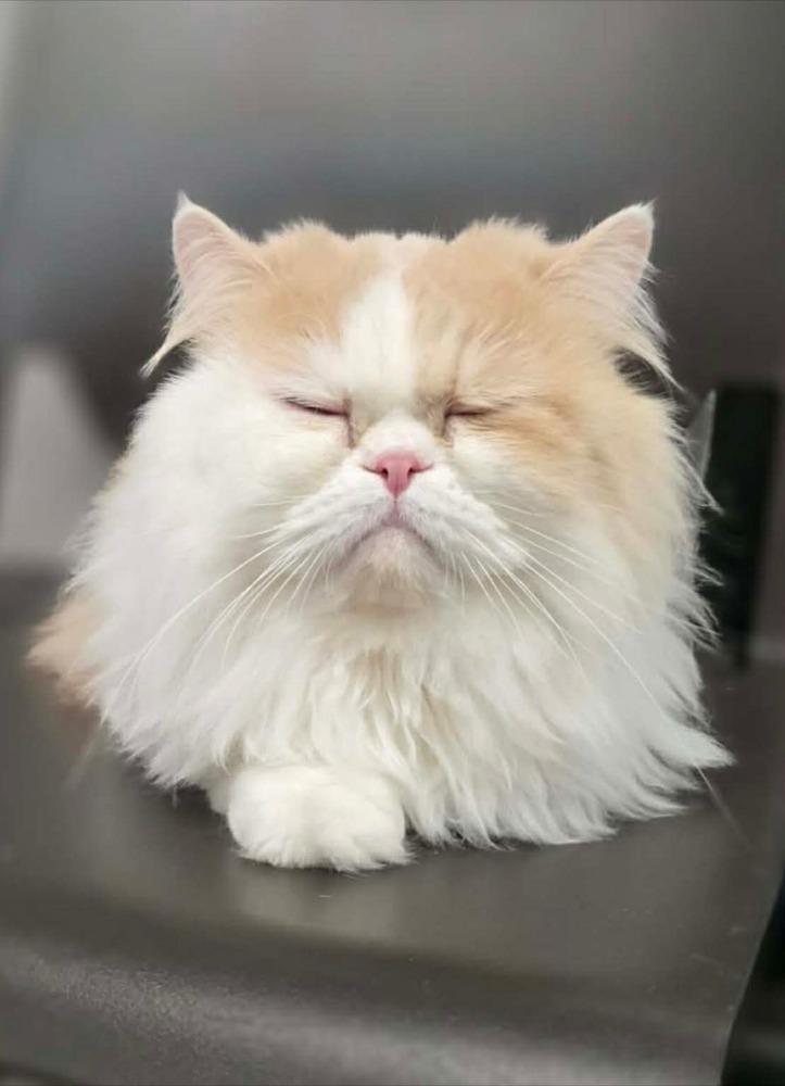 Leo, a Adoptable Persian in New Baltimore, MI image 3/3