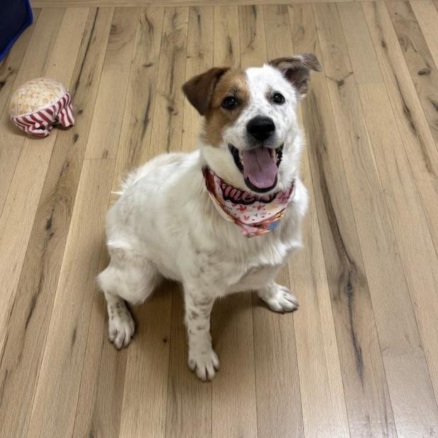 Enlarge Brownie, a ADOPTABLE mixed breed in Pilot Point, TX image 2/2