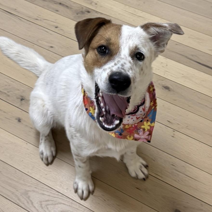 Enlarge Brownie, a ADOPTABLE mixed breed in Pilot Point, TX image 1/2