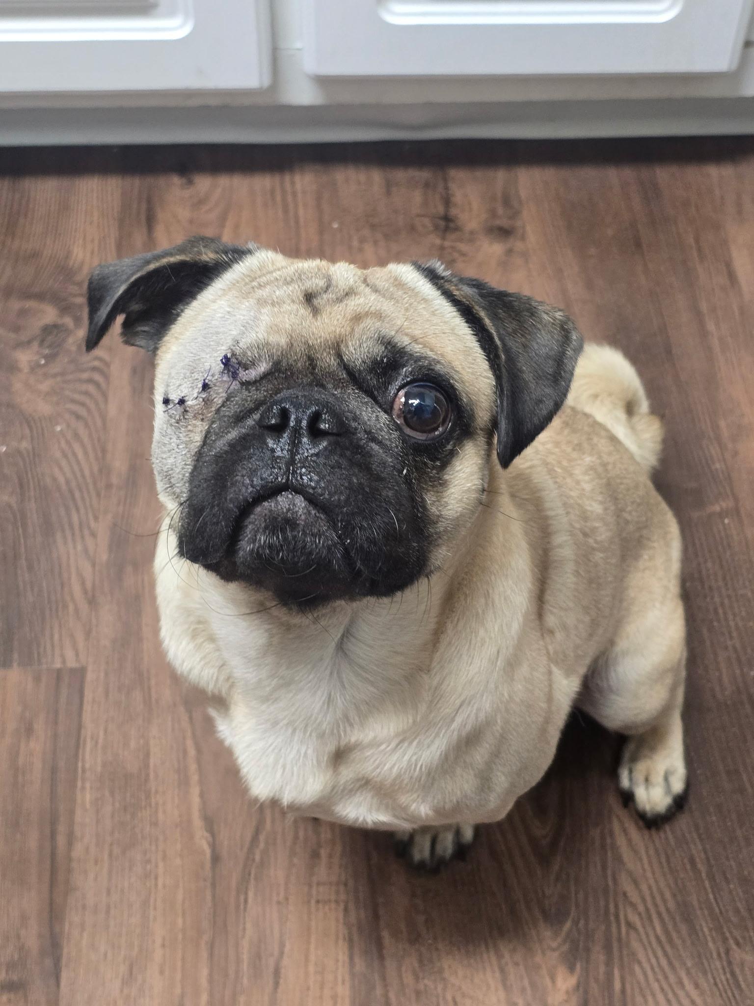 Frankie, Adoptable, Adult Male Pug.