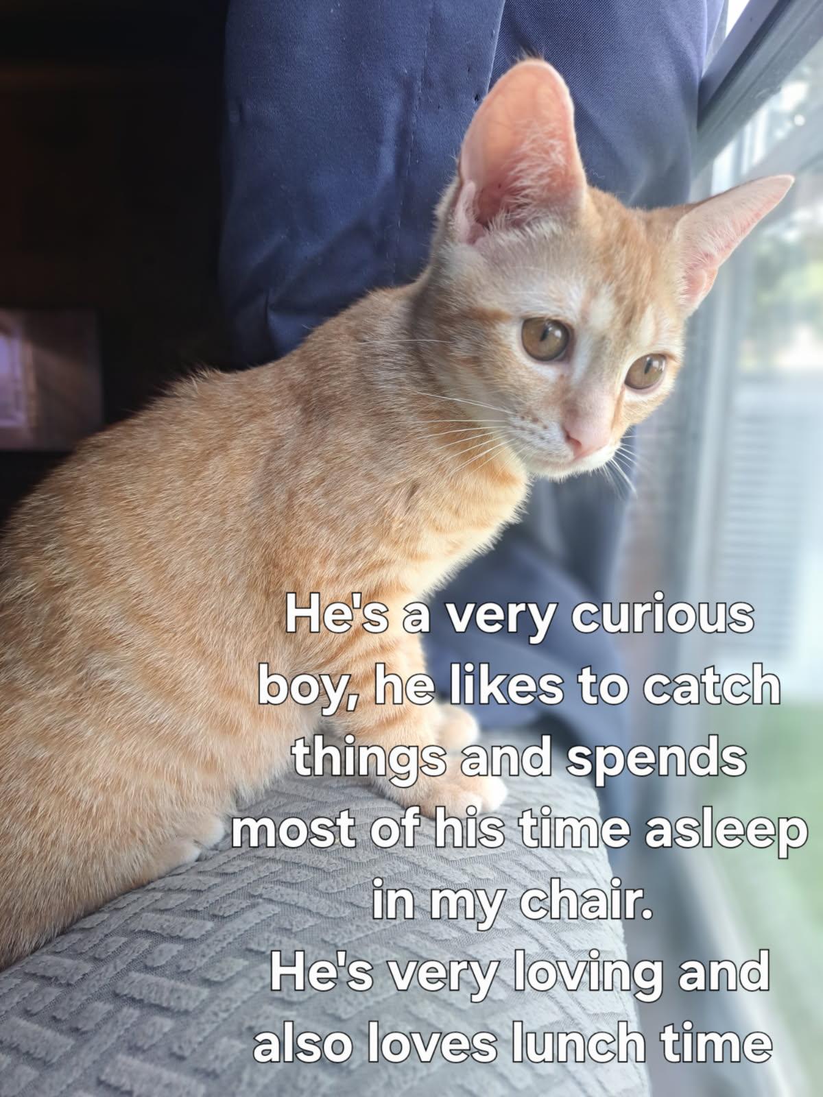 Apollo, a ADOPTABLE American Shorthair in Erwin, TN image 5/5