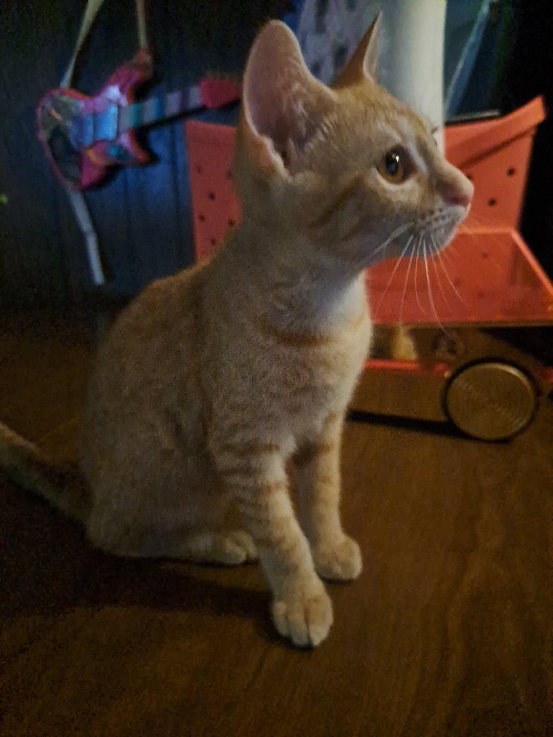 Apollo, ADOPTABLE, Young Male American Shorthair.