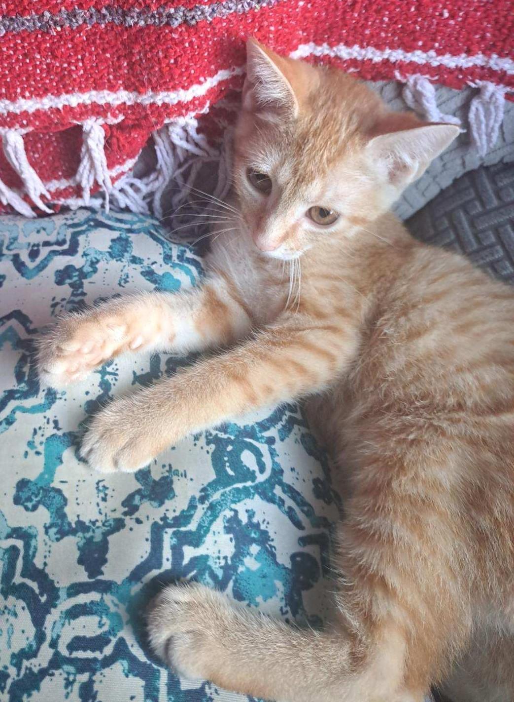 Apollo, a ADOPTABLE American Shorthair in Erwin, TN image 3/5