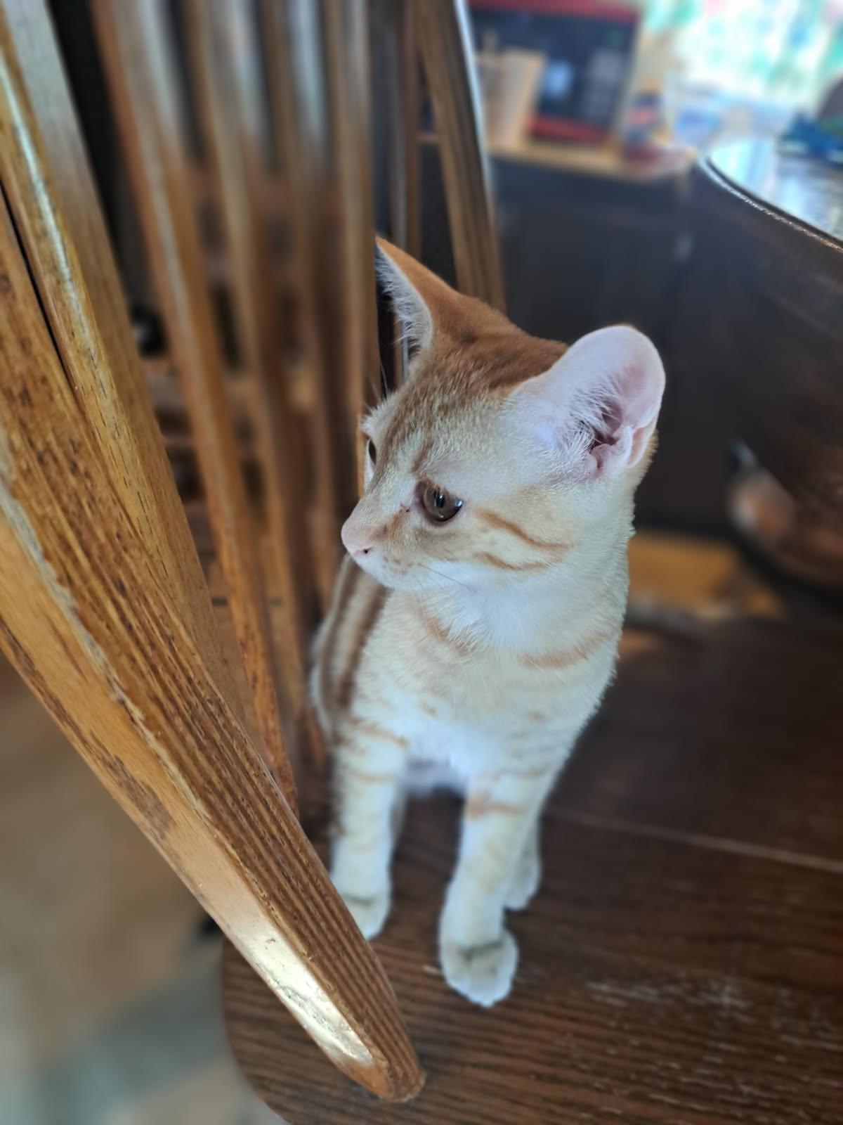 Apollo, a ADOPTABLE American Shorthair in Erwin, TN image 4/5