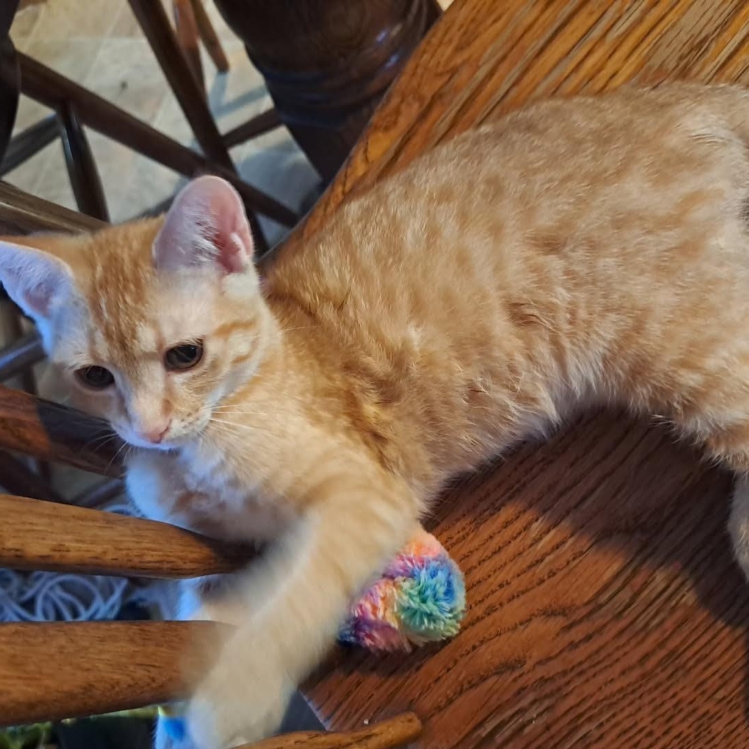 Apollo, a ADOPTABLE American Shorthair in Erwin, TN image 2/5