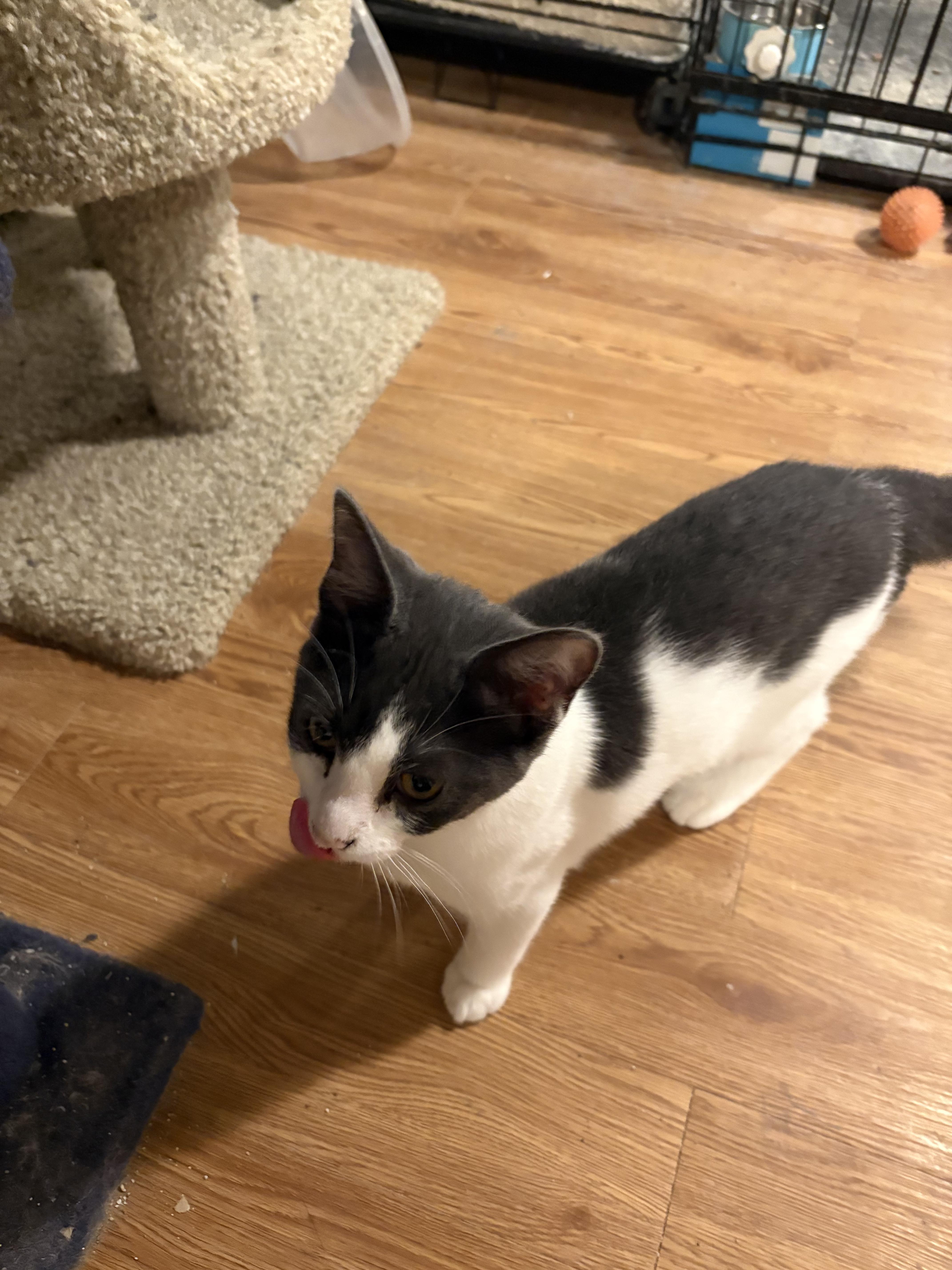 Enlarge Jelly Bean, a ADOPTABLE Domestic Short Hair in Rochester, NY image 2/2