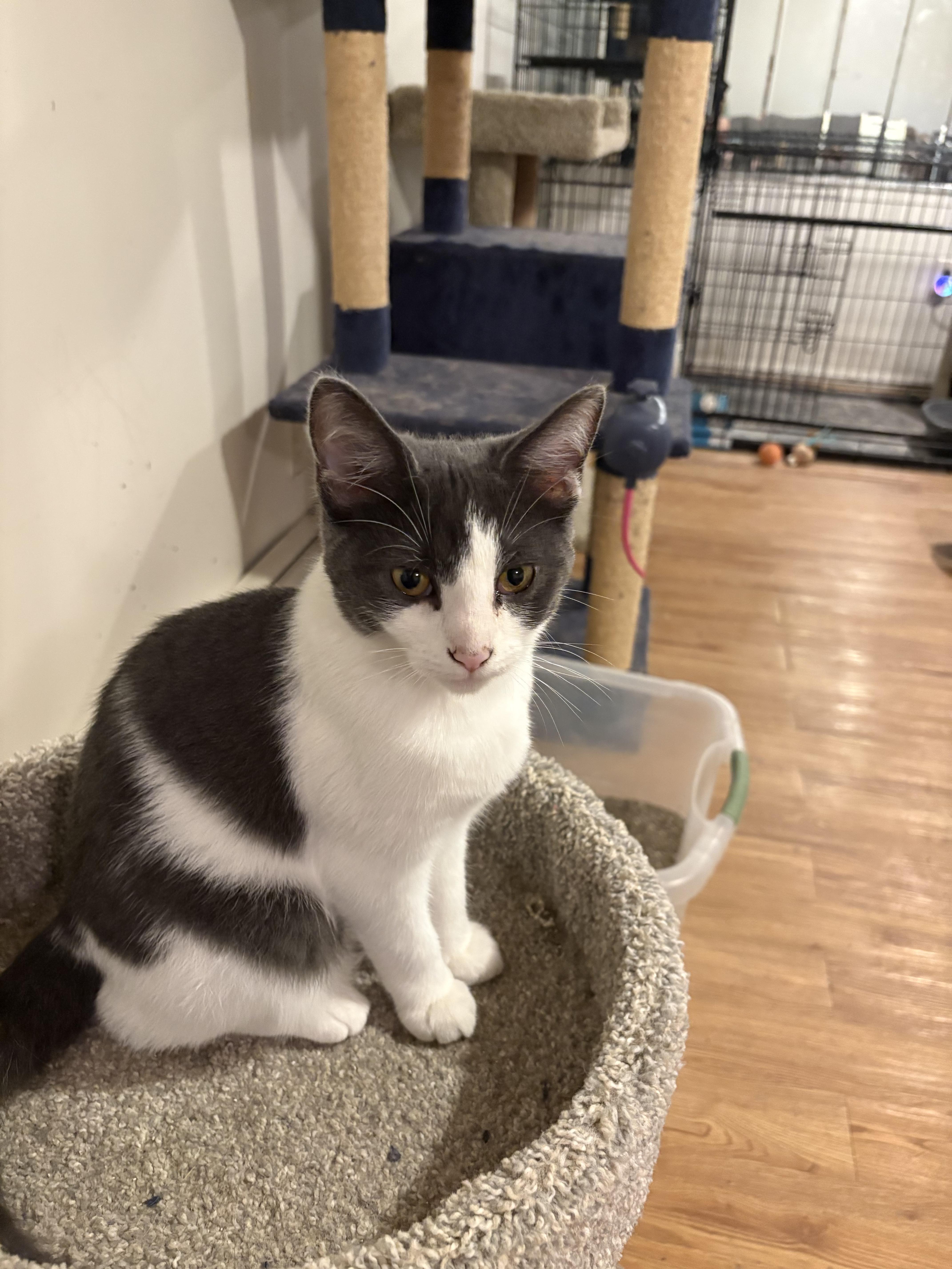 Jelly Bean, ADOPTABLE, Adult Female Domestic Short Hair.