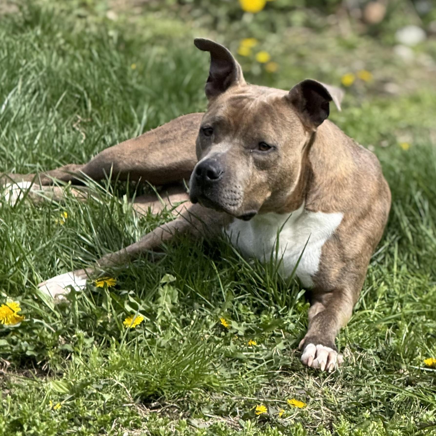 KIARA, a Adoptable Pit Bull Terrier image 4/6