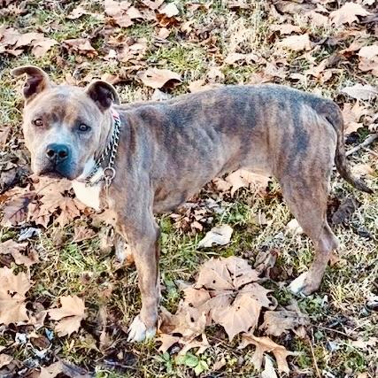 KIARA, a Adoptable Pit Bull Terrier image 6/6