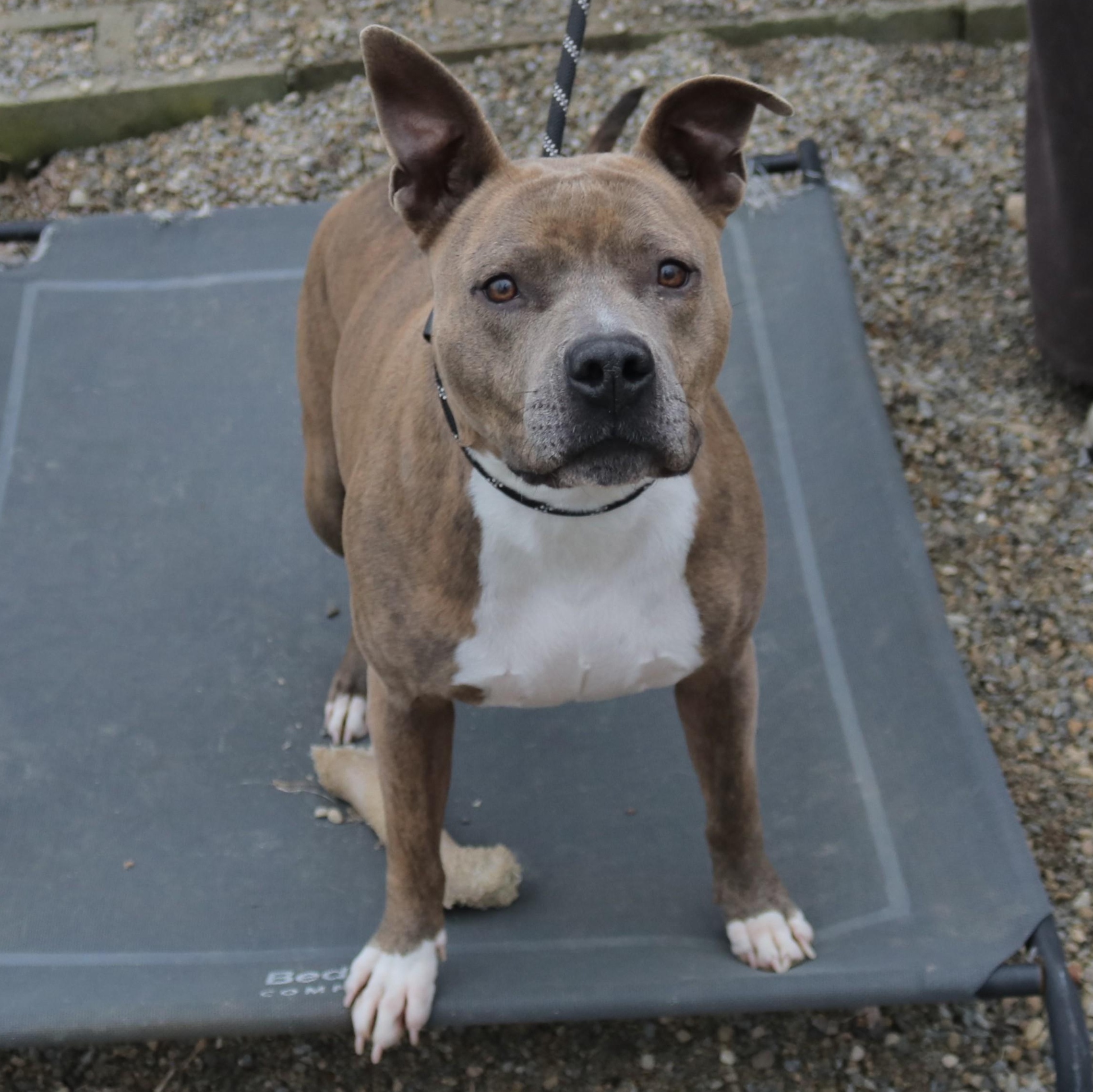 KIARA, Adoptable, Adult Female Pit Bull Terrier.