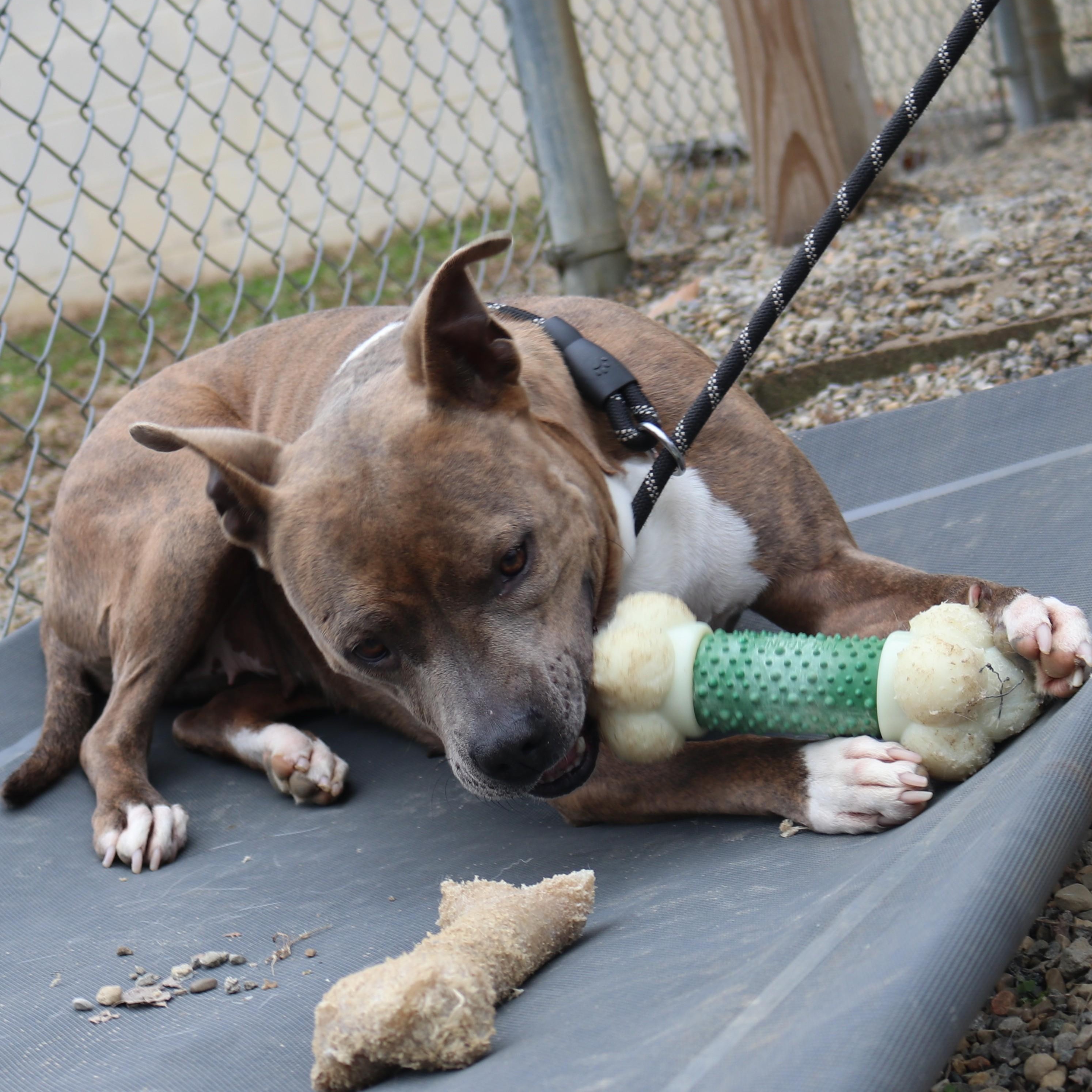 KIARA, Adoptable, Adult Female Pit Bull Terrier.