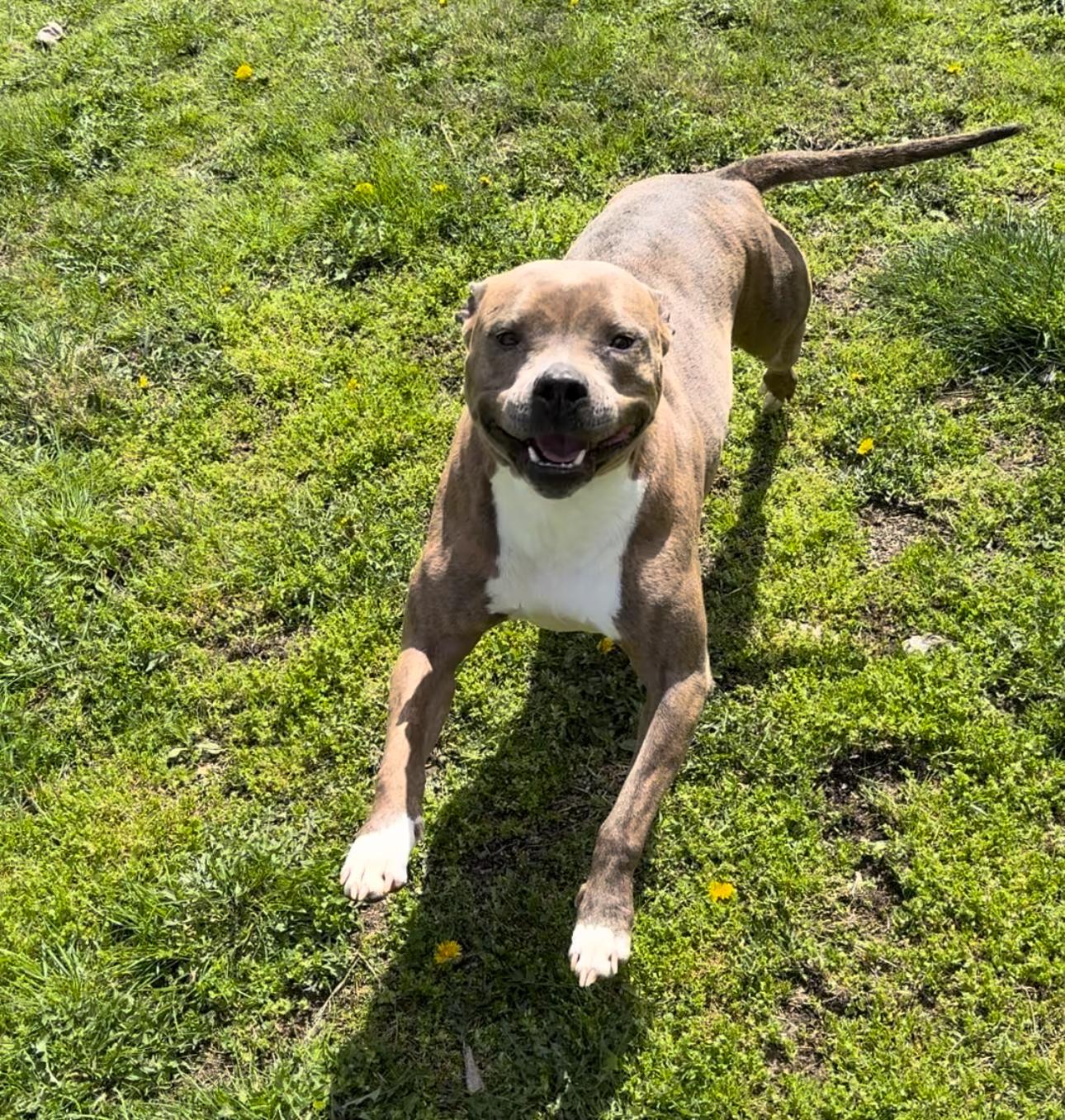 KIARA, a Adoptable Pit Bull Terrier image 5/6