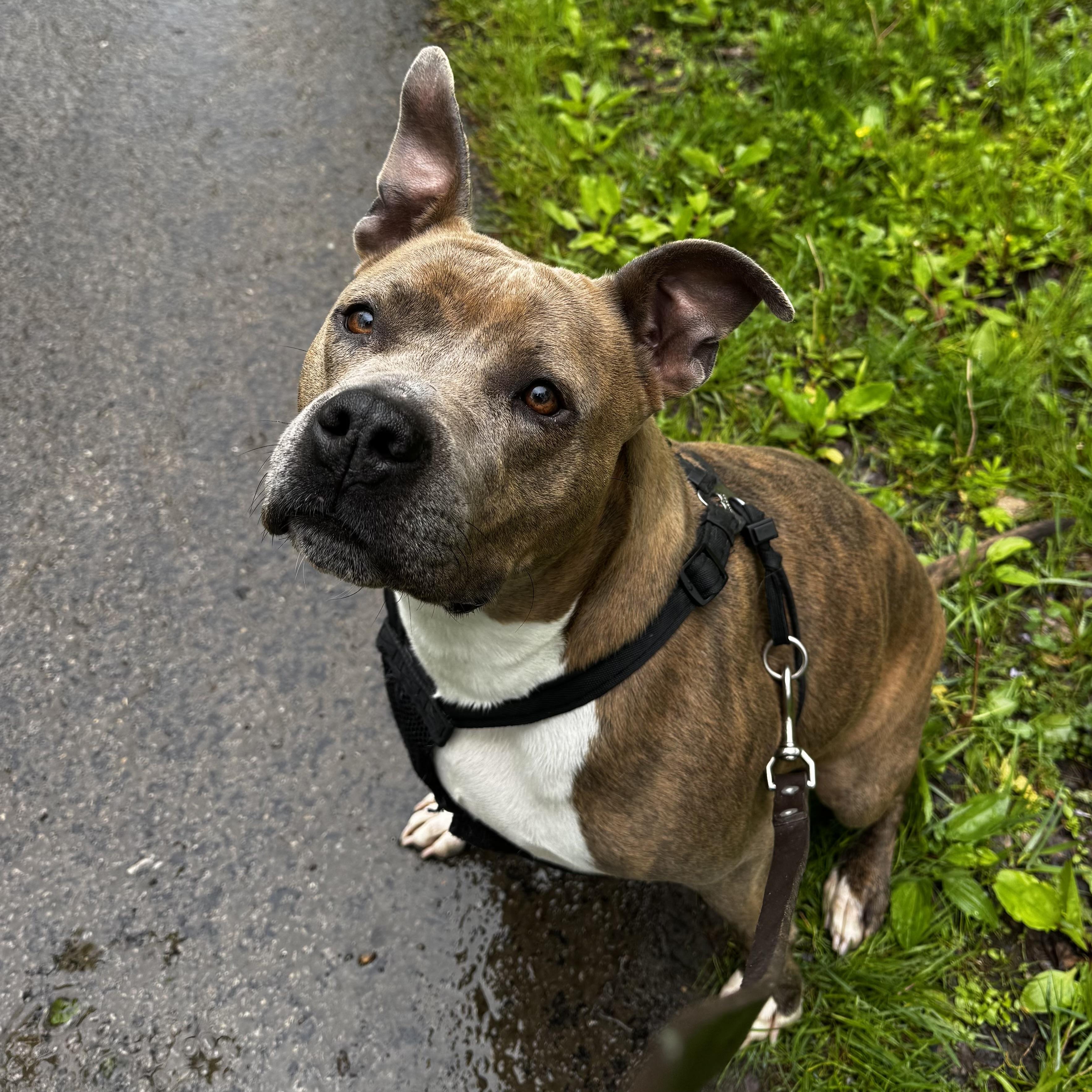 KIARA, a Adoptable Pit Bull Terrier image 2/6