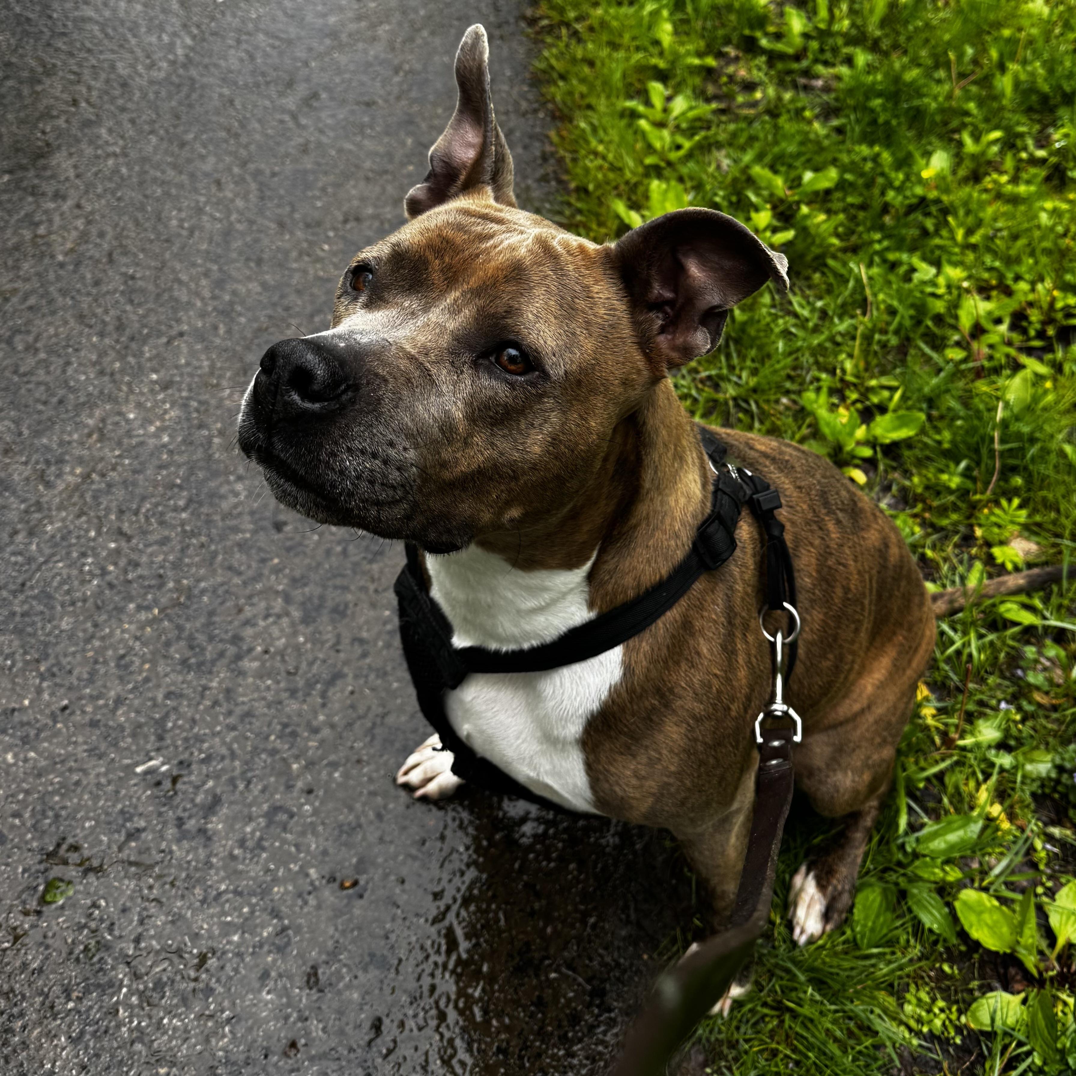 KIARA, a Adoptable Pit Bull Terrier image 3/6