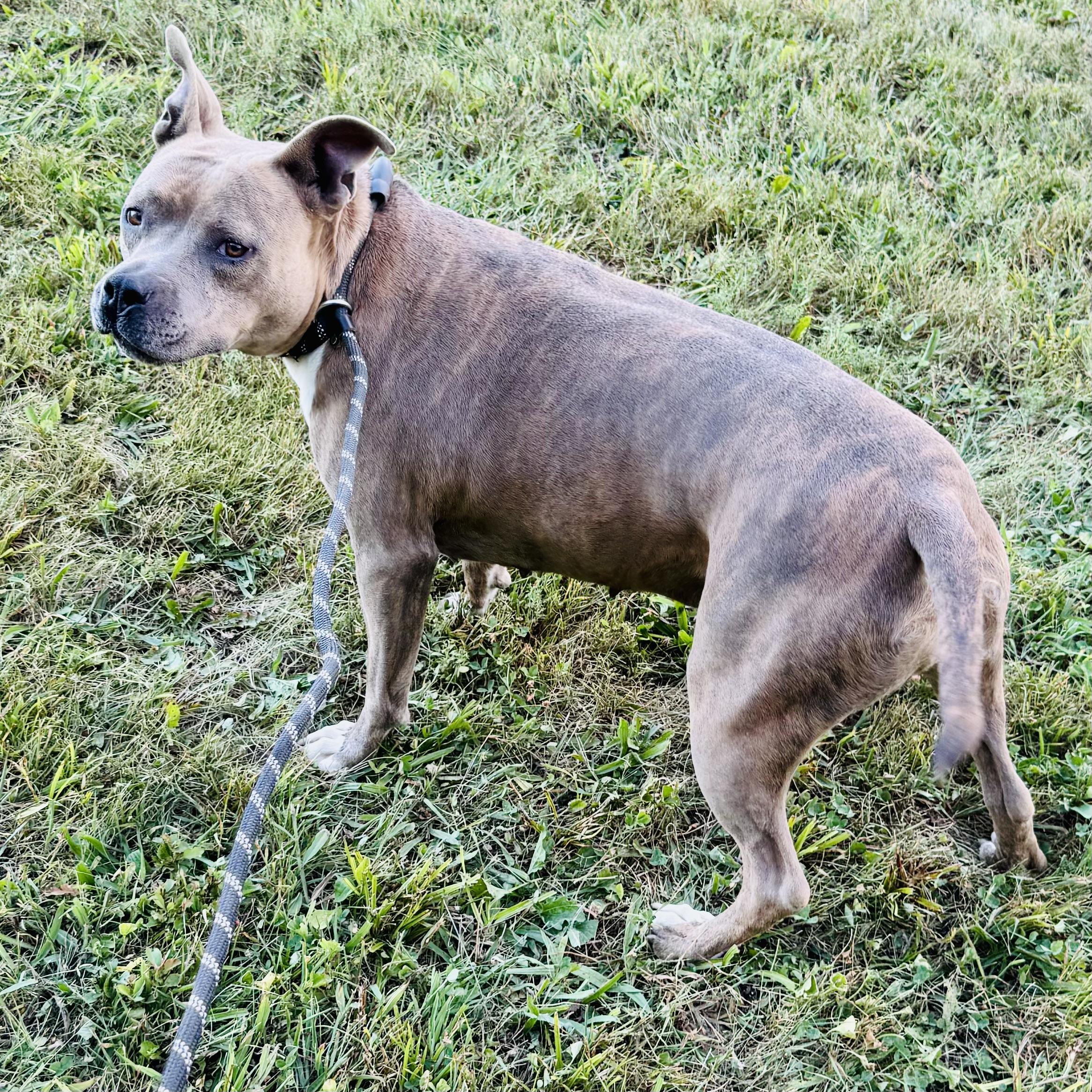 KIARA, Adoptable, Adult Female Pit Bull Terrier.