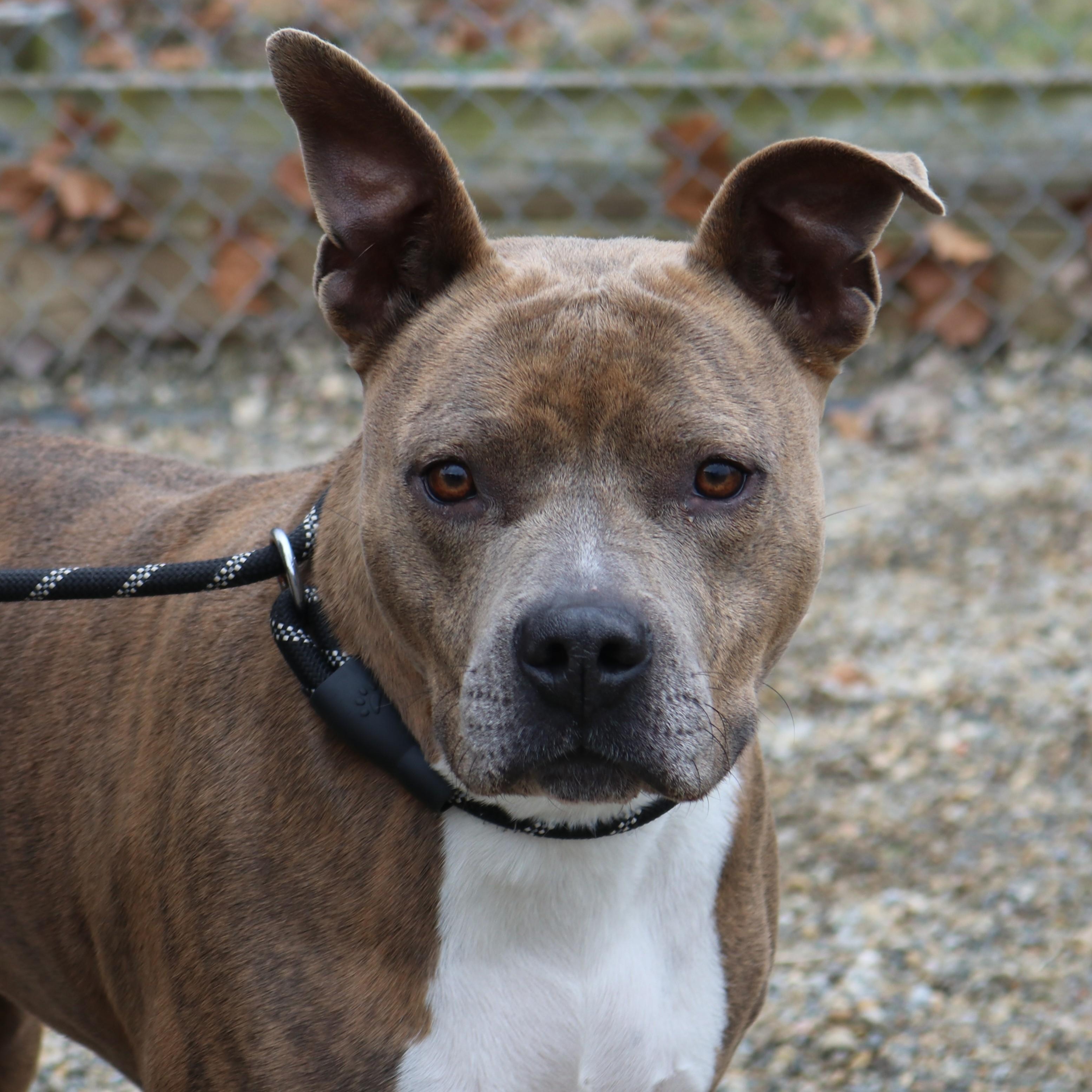 KIARA, Adoptable, Adult Female Pit Bull Terrier.