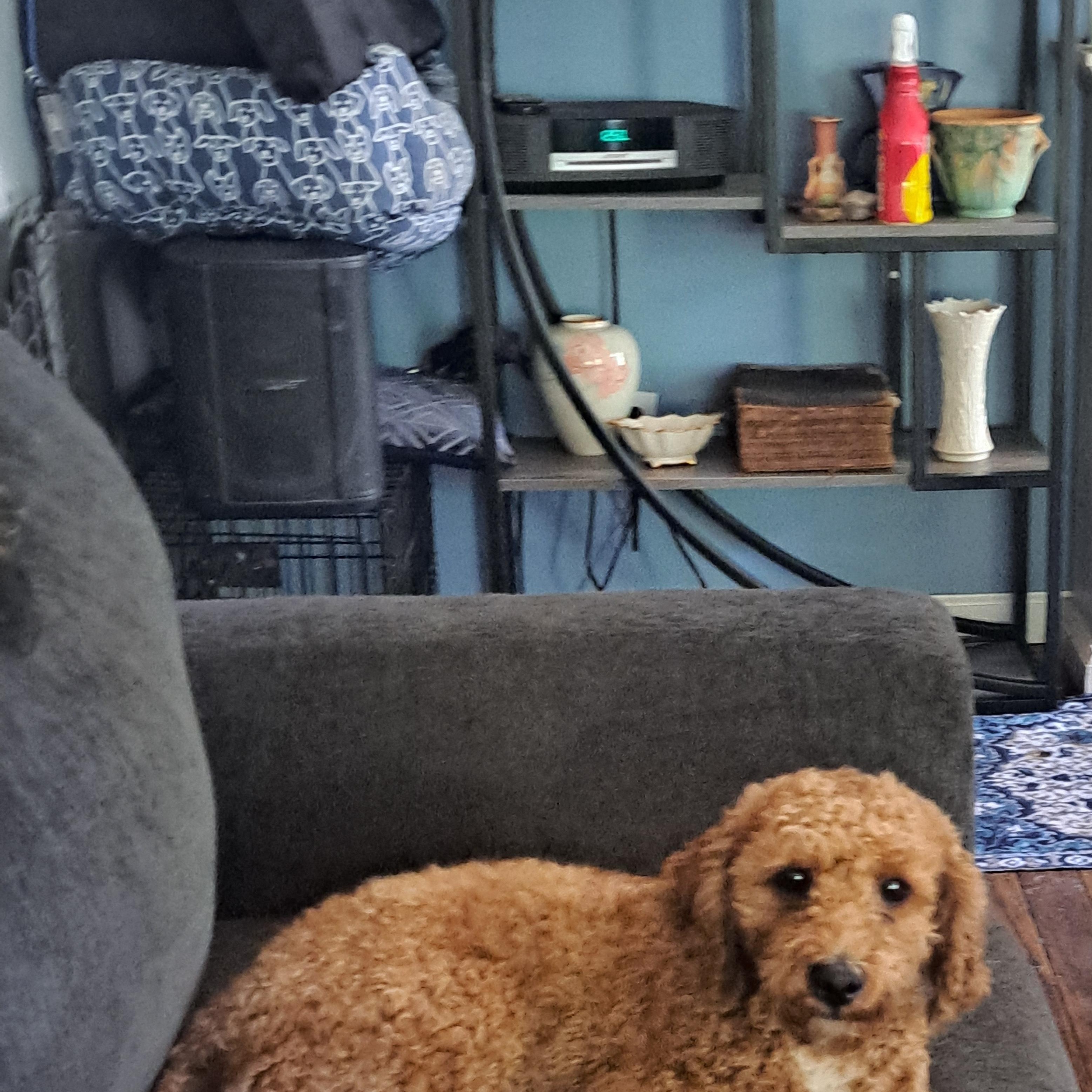 CJ, Adopted, Adult Male Miniature Poodle.