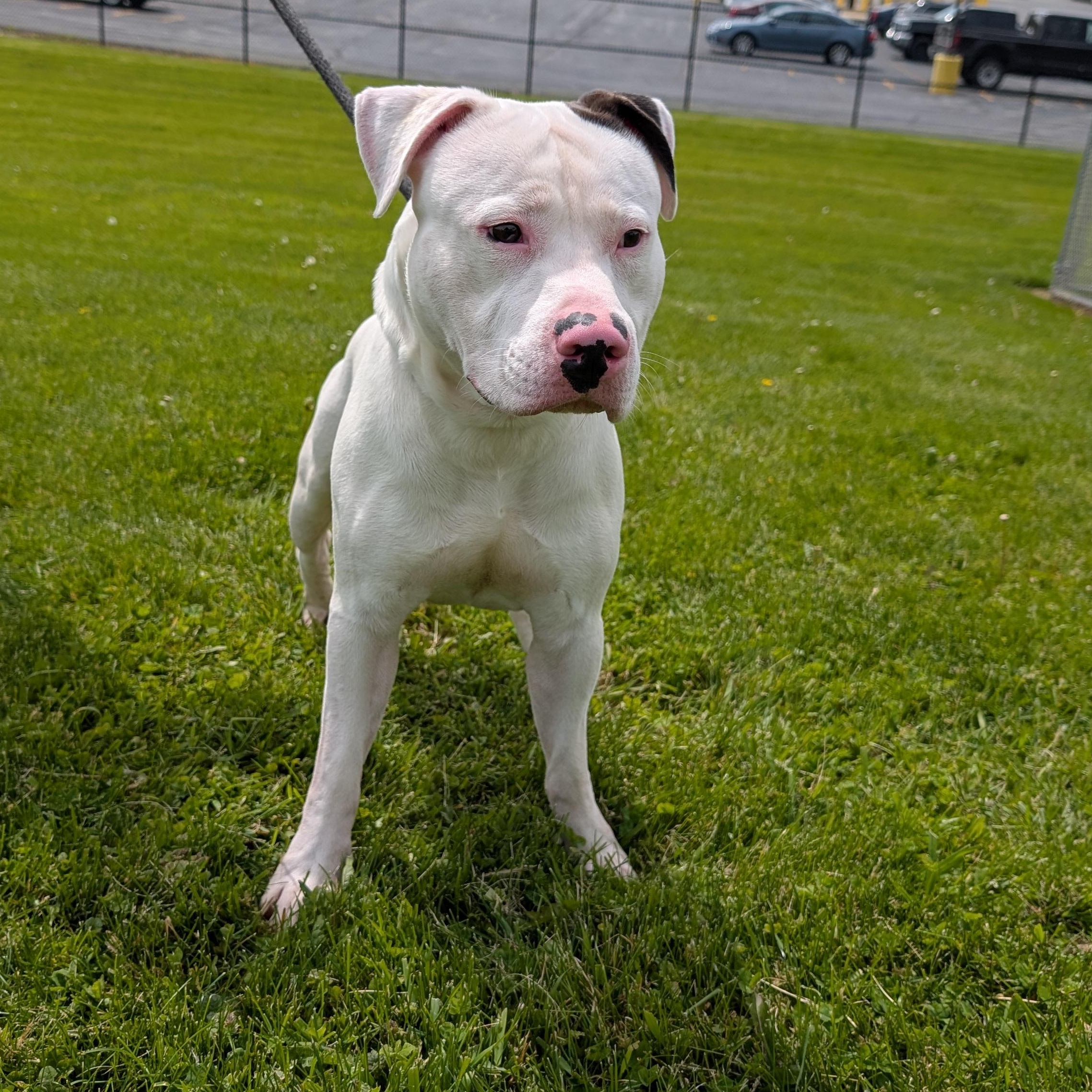 Enlarge 190386 LOOKING FOR OWNER, a ADOPTABLE Pit Bull Terrier in Ravenna, OH image 3/4
