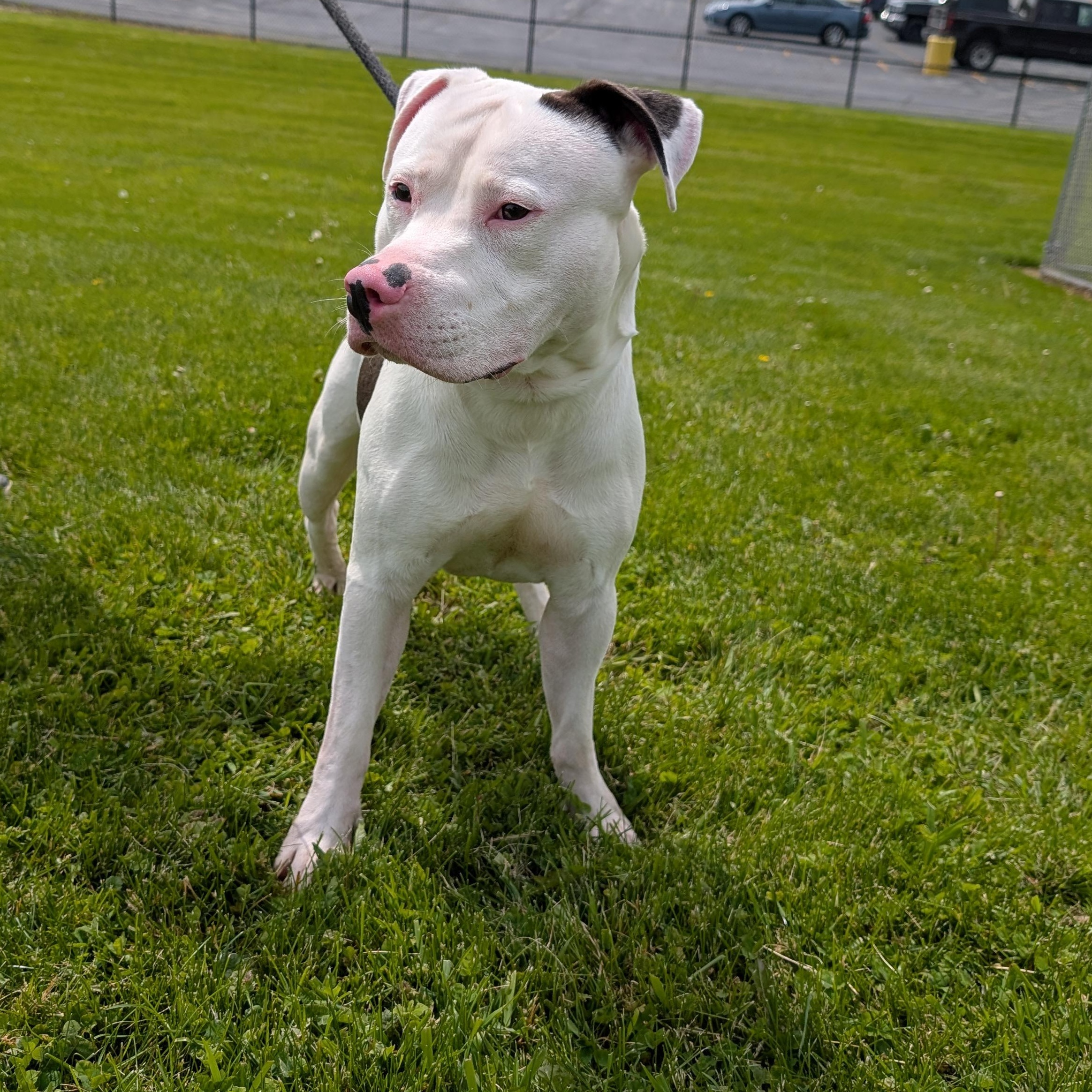 Enlarge 190386 LOOKING FOR OWNER, a ADOPTABLE Pit Bull Terrier in Ravenna, OH image 2/4