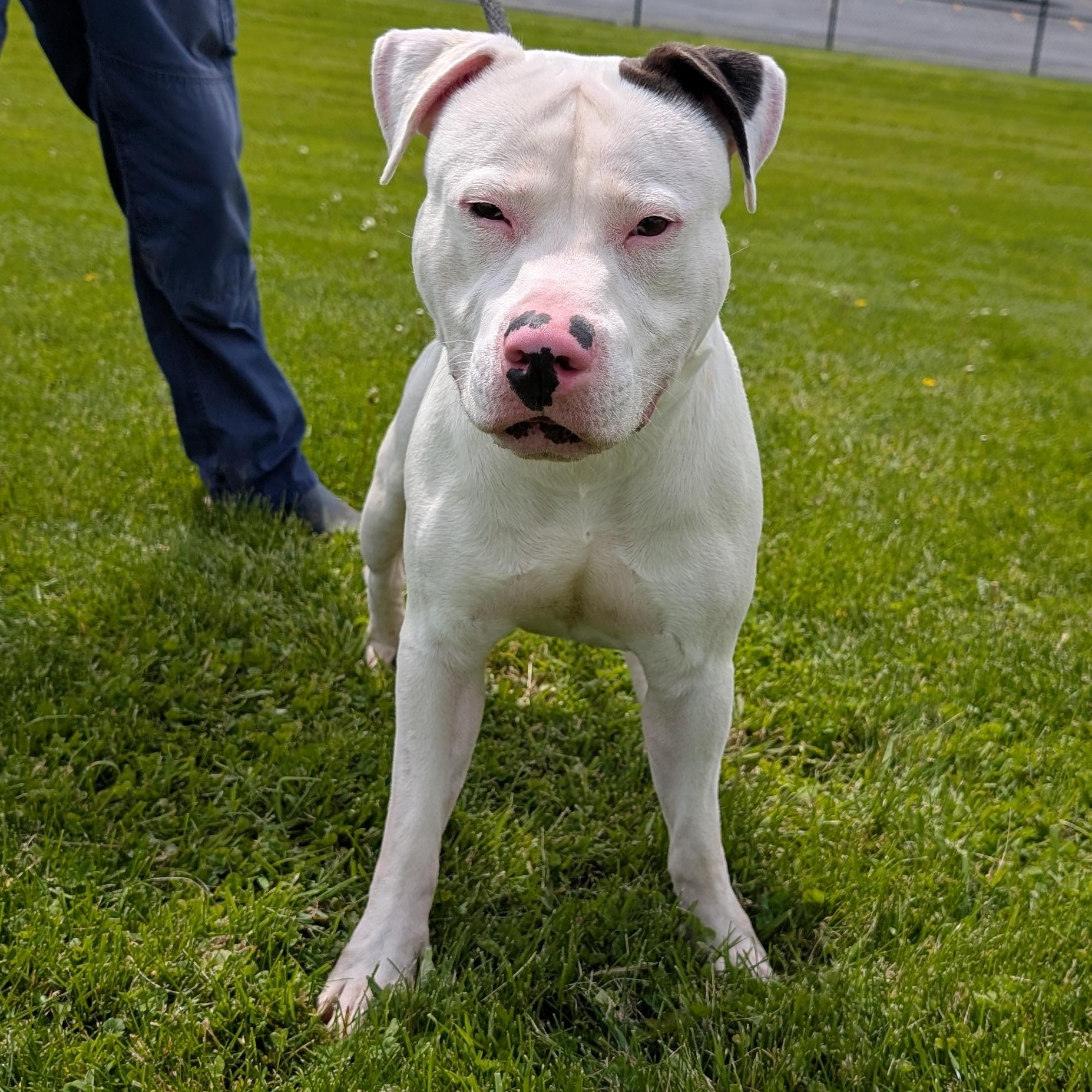 Enlarge 190386 LOOKING FOR OWNER, a ADOPTABLE Pit Bull Terrier in Ravenna, OH image 1/4