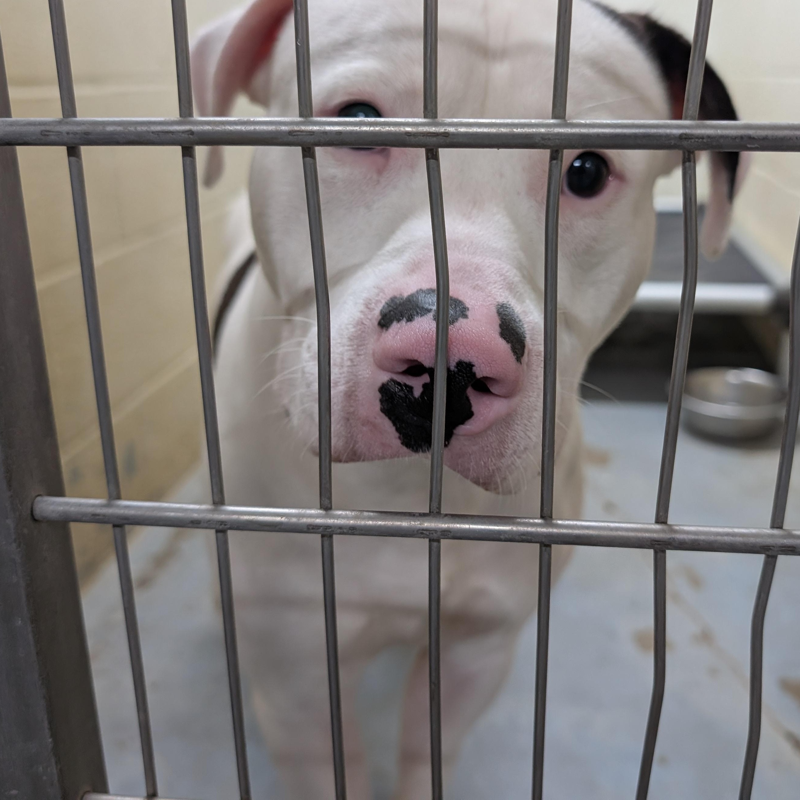 Enlarge 190386 LOOKING FOR OWNER, a ADOPTABLE Pit Bull Terrier in Ravenna, OH image 4/4