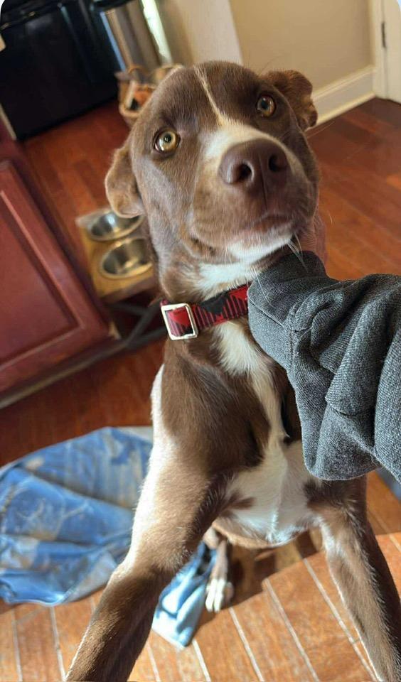 Clementine, Adoptable, Young Female Husky & Hound.