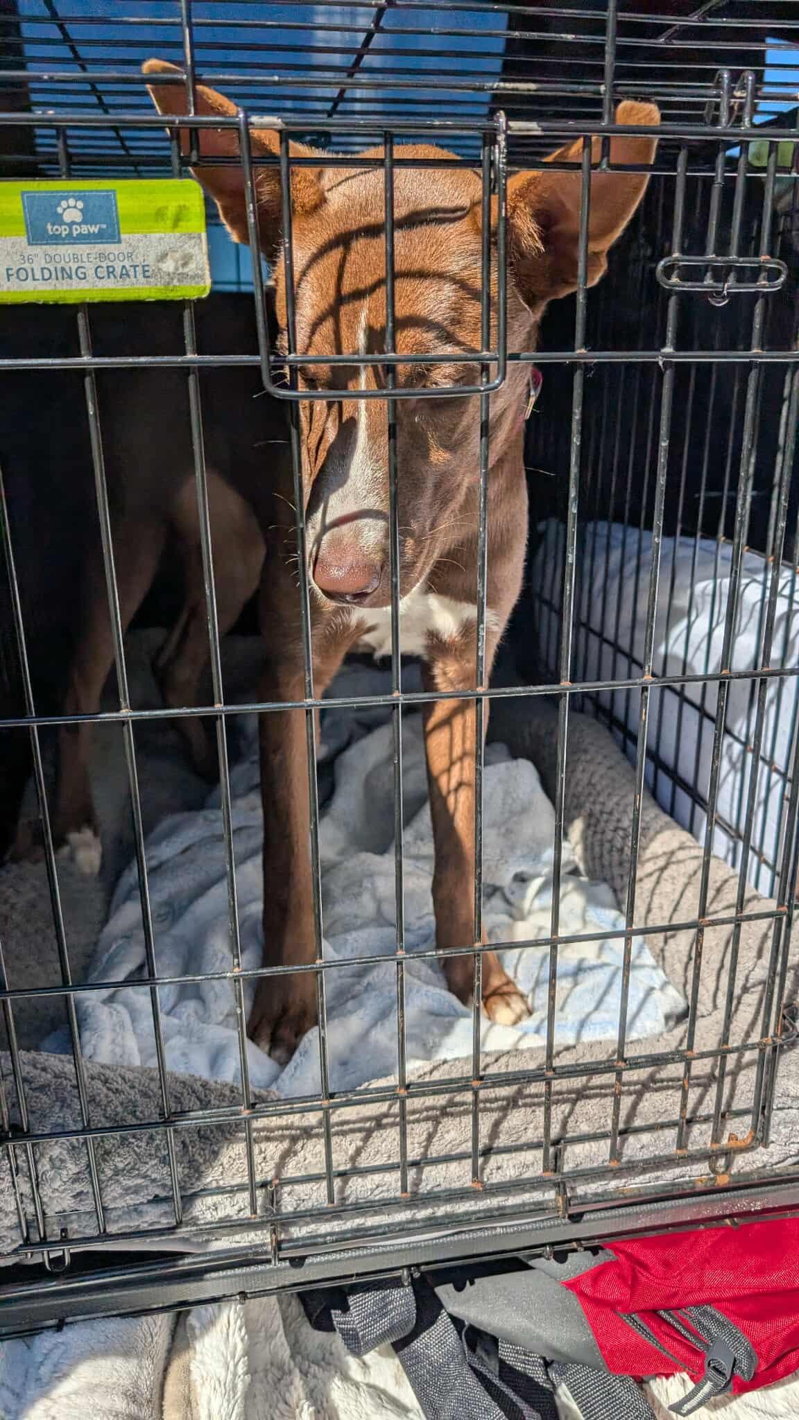 Enlarge Clementine, a Adoptable mixed breed in Mount Holly, NJ image 2/4