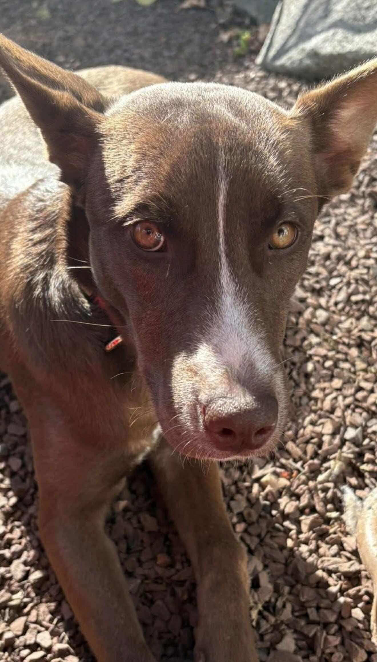 Enlarge Clementine, a Adoptable mixed breed in Mount Holly, NJ image 1/6