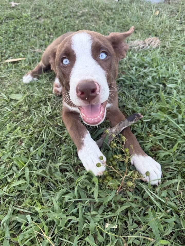 Clementine, Adoptable, Young Female Husky & Hound.
