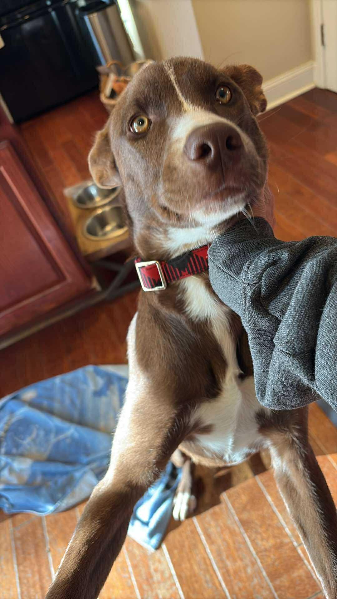 Enlarge Clementine, a Adoptable mixed breed in Mount Holly, NJ image 3/6