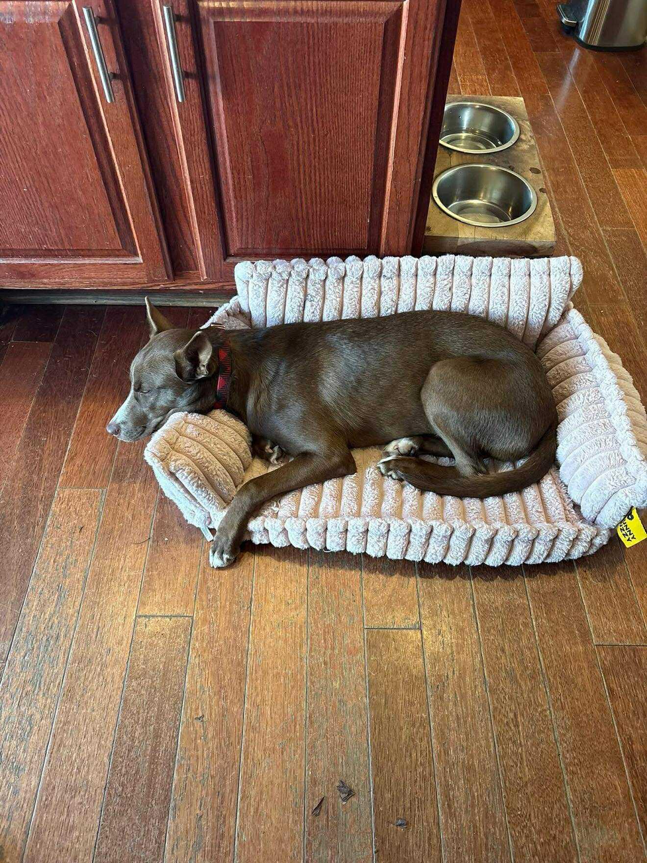 Enlarge Clementine, a Adoptable mixed breed in Mount Holly, NJ image 4/6